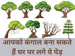 आपकी अच्छी जिंदगी को तबाह कर सकते है ना लगाए ये 5 पौधे