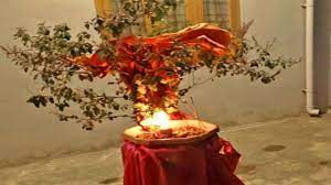 देव उठनी एकादशी पर तुलसी में चढ़ाएं ये एक चीज, कभी नहीं होगी पैसों की तंगी