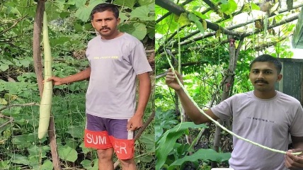 किसान की मेहनत: धमतरी के खेत में उगि-बड़ी लौकी और बरबट्टी