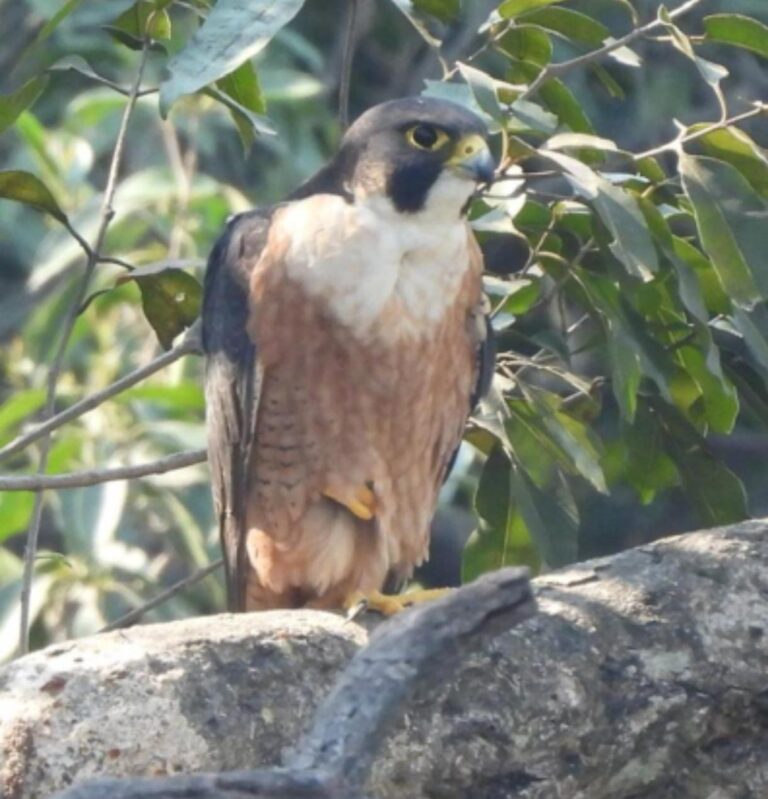 उदंती-सीतानदी में दिखा दुनिया का सबसे तेज़ उड़ने वाला पक्षी पेरेग्रीन फाल्कन