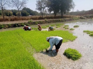 धमतरी में कृषि विविधीकरण की नई तस्वीर – धान पर निर्भरता कम कर दलहन-तिलहन और रागी की ओर बढ़ रहे किसान