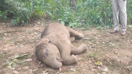 तमनार रेंज में हाथी शावक की संदिग्ध मौत, जांच तेज