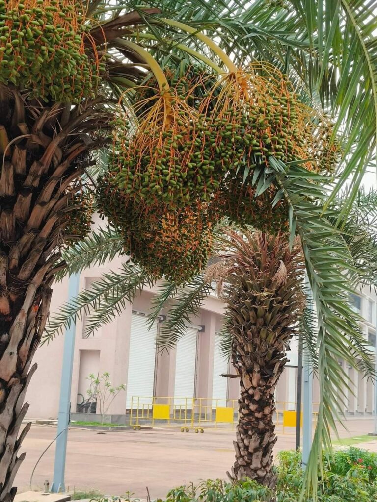 बस्तर की नई वैश्विक पहचान : जंगलों में फेंके जाने वाले छिंद के बीजों से तैयार हुई अनोखी हर्बल कॉफी