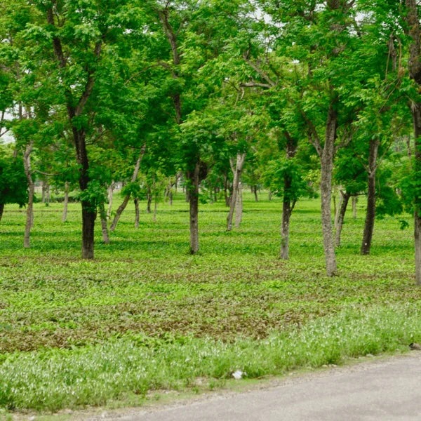 मियावकी वन तकनीक से हरित छत्तीसगढ़ की ओर बढ़ते कदम