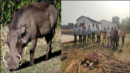 जंगली सूअर के मांस की अवैध बिक्री पर वन विभाग की बड़ी कार्रवाई, रतनपुर में आरोपी गिरफ्तार