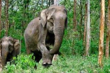 दंतैल हाथी का आतंक: बारनवापारा क्षेत्र में ग्रामीण की मौत, वन विभाग ने जारी किया हाईअलर्ट