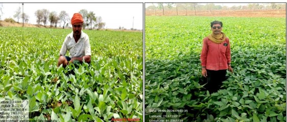 ग्रीष्मकालीन उड़द की खेती बनी किसानों की आय बढ़ाने का मजबूत माध्यम, एक वर्ष में रकबा चार गुना बढ़ा