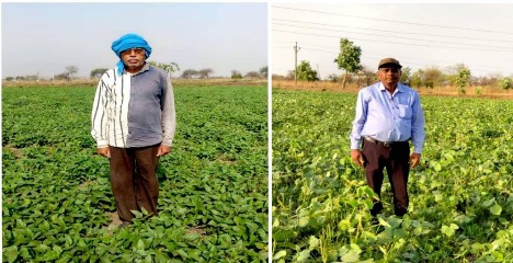 बेमेतरा में दलहन क्रांति: एक साल में चार गुना बढ़ा रकबा, किसानों को प्रति एकड़ 8 क्विंटल तक उत्पादन की उम्मीद