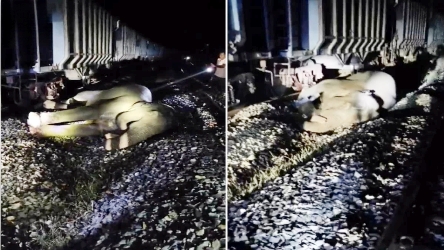 मालगाड़ी की टक्कर से मादा हाथी की मौत, साथी को बचाने घंटों डटा रहा झुंड