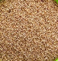 कोदो-कुटकी: छत्तीसगढ़ के किसानों के लिए पोषण, मुनाफा और जलवायु सुरक्षा की नई उम्मीद
