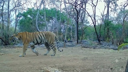 उदंती-सीतानदी में कैमरा ट्रैप में लगातार कैद हो रही बाघिन, संरक्षण प्रयासों को मिली बड़ी सफलता