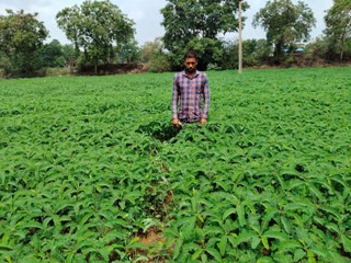 हरी खाद (ढैंचा) से बदल रही खेती की तस्वीर: महासमुंद में 813 किसान अपना रहे प्राकृतिक खेती का मॉडल