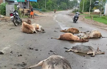तेज रफ्तार ट्रेलर ने मचाई तबाही: 6 मवेशियों की मौके पर मौत, 2 गंभीर घायल