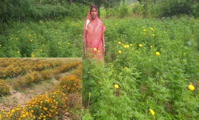 धान से आगे बढ़ी खेती की राह, गेंदा फूल ने बढ़ाई कुमारी चंद्राकर की कृषि आय