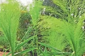 अबूझमाड़ के फूल झाड़ू से बदलेगी कोंडागांव की तस्वीर: 10 लाख कंदों से वन भूमि होगी हरी-भरी, हजारों परिवारों को मिलेगा रोजगार