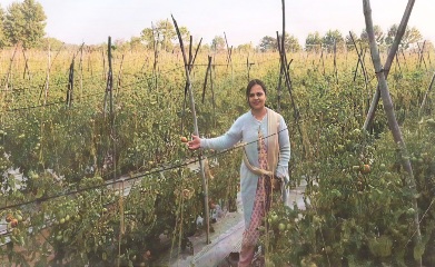 धान छोड़ ग्राफ्टेड टमाटर की खेती बनी आय का नया जरिया, महासमुंद की भारती बंसल ने अपनाई आधुनिक तकनीक