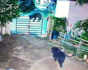 कांकेर में रिहायशी इलाके तक पहुंचे दो भालू, घर का मेन गेट पार करते CCTV में कैद