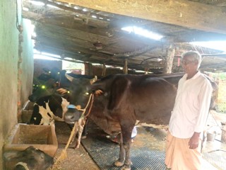 पीएम किसान की बचत से शुरू किया गौ-पालन, 75 की उम्र में रोज 100 लीटर दूध बेच रहे परशुराम गुप्ता