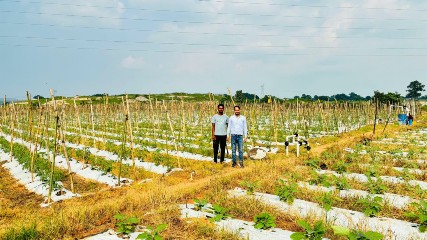 ड्रिप सिंचाई, मल्चिंग और आधुनिक कृषि उपकरणों से सब्जी उत्पादन को मिला बढ़ावा, खेती बनी बेहतर आमदनी का माध्यम’