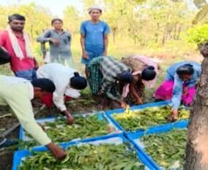 बीजापुर में तसर पालन से बढ़ेंगे ग्रामीणों की आमदनी के अवसर, 13 हितग्राहियों को मिले 3,700 स्वस्थ डिम्ब समूह